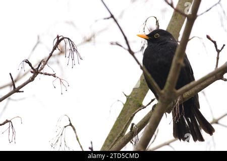 eurasian blackbird|eurasian blackbird song.